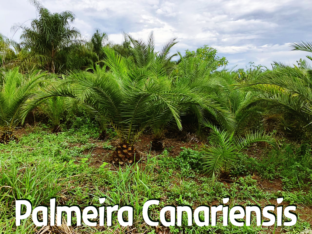 Palmeira_canariensis.png